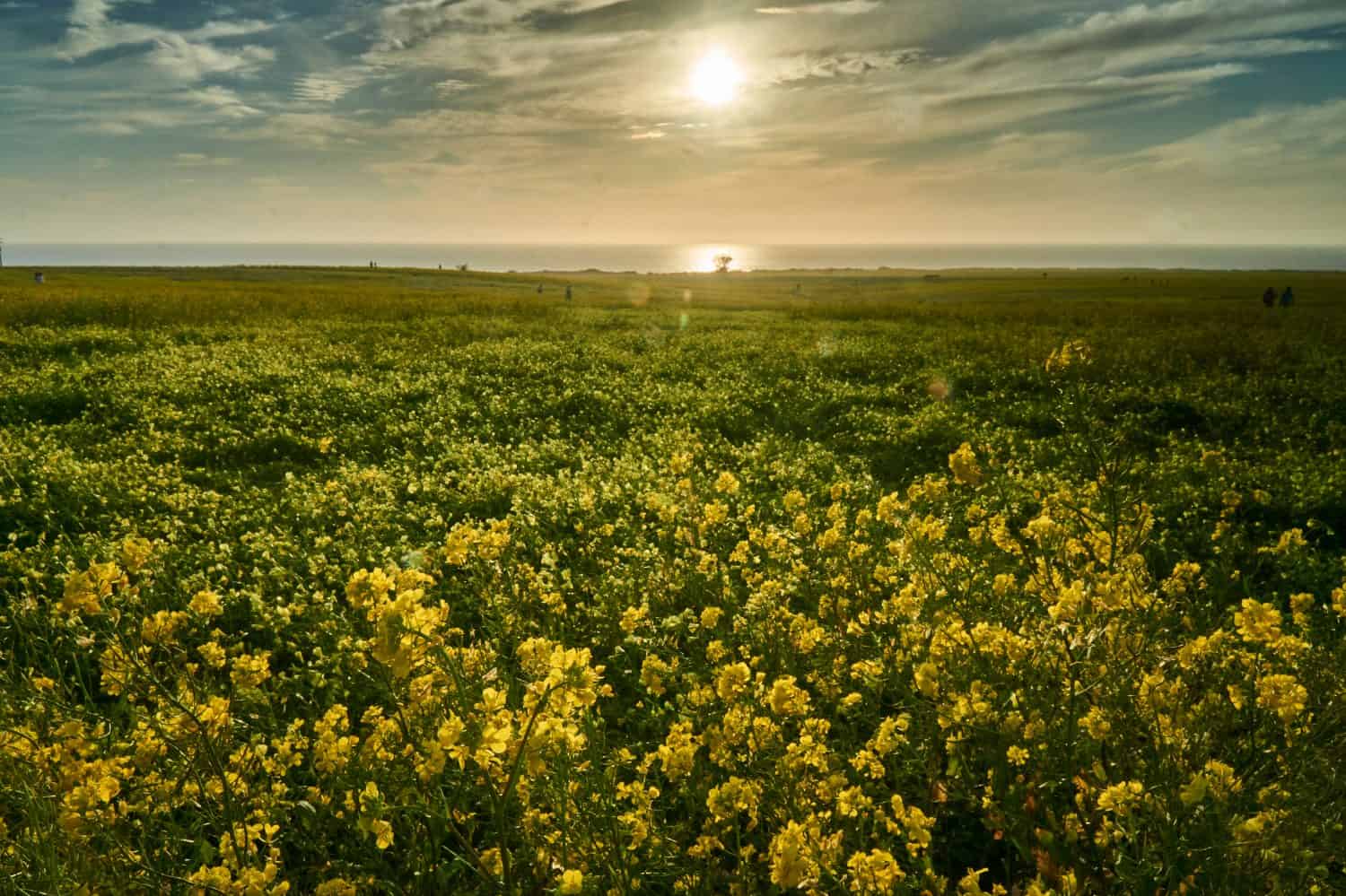 Flower field in Half Moon Bay, Califronia during sunset golden hour.