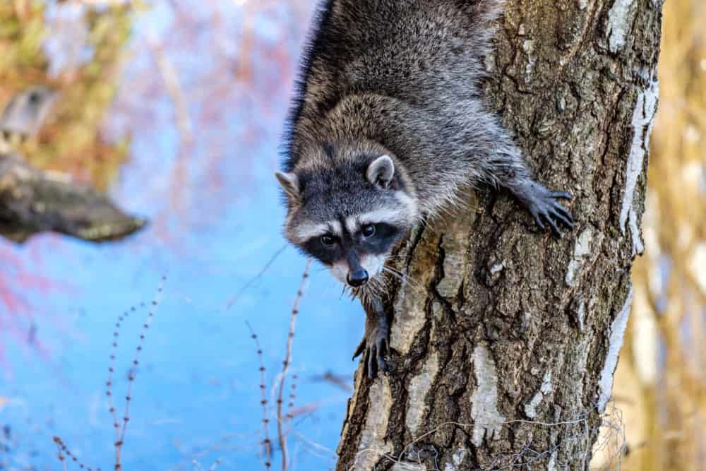 cute young raccoon climbing down the tree trunk near the pond while staring at you.