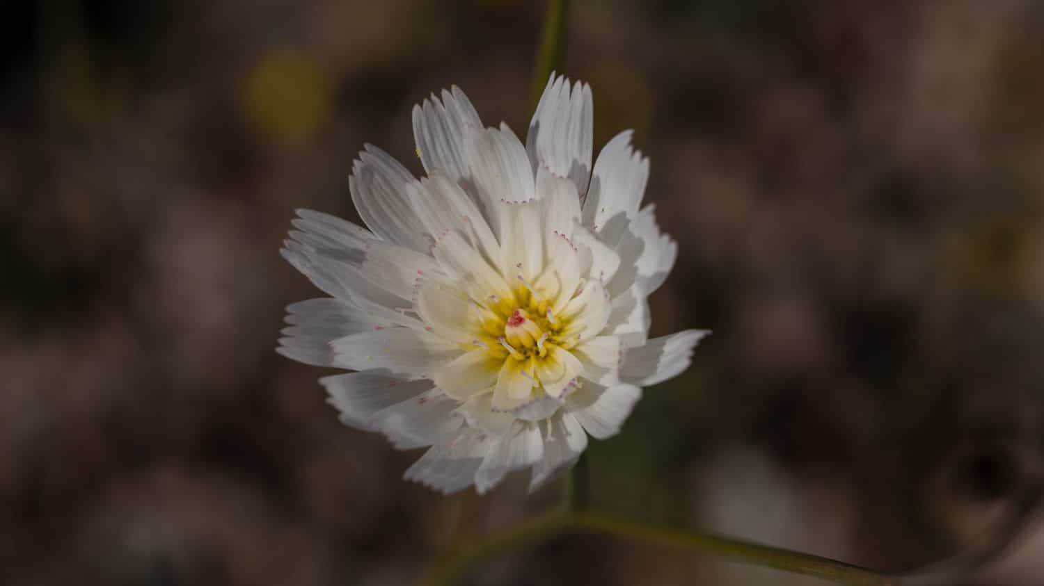 27 Types of WHITE Wildflowers in the United States! (2024) - Bird Watching  HQ