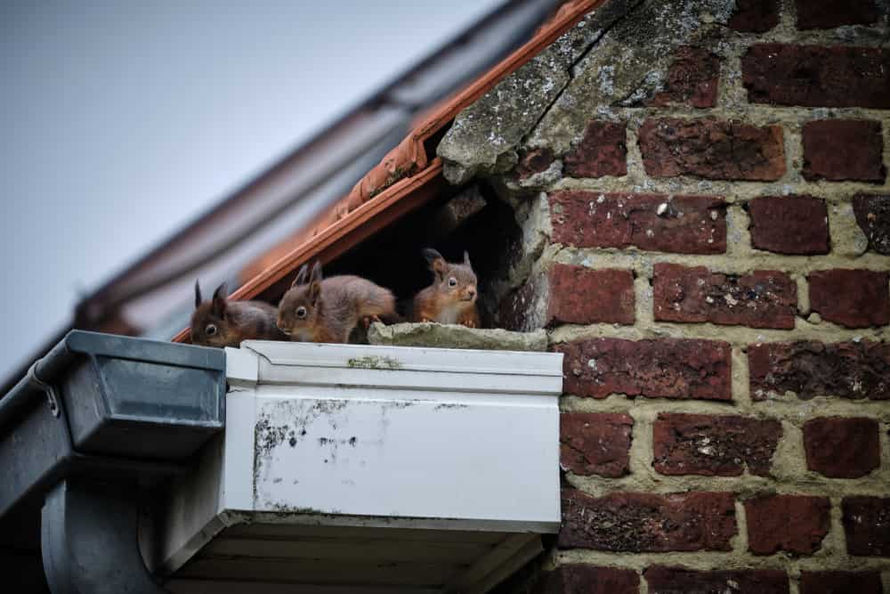 A family of curious squirrels made its nest in a high gutter, right in a gap underneath the tiles of the roof and next to the uppermost part of the brick wall. 