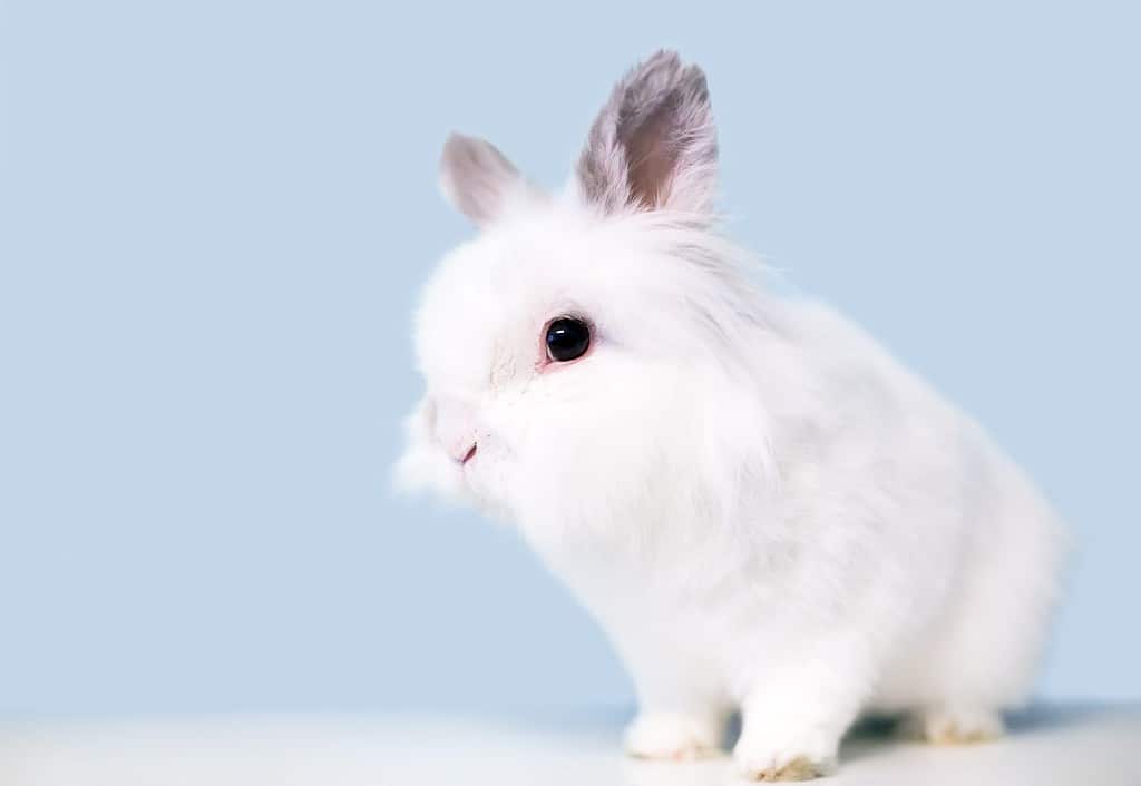 A fluffy white Jersey Wooly rabbit