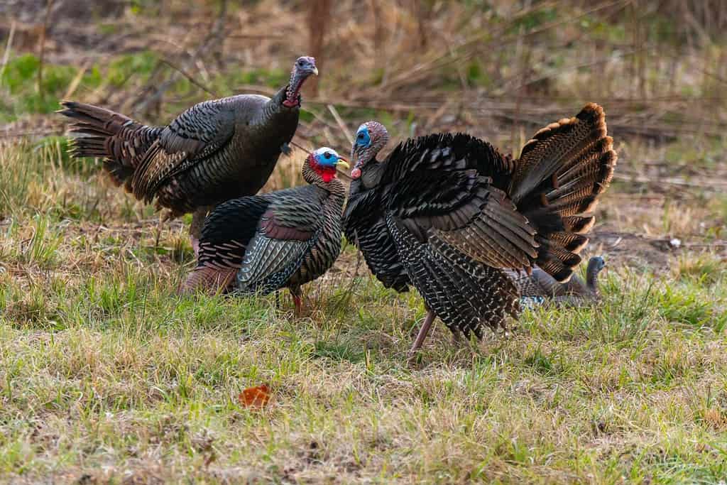 Wild Turkeys yelp, cackle, gobble and make different sounds for different reasons.