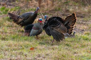 The 15 States With the Absolute Best Turkey Hunting photo