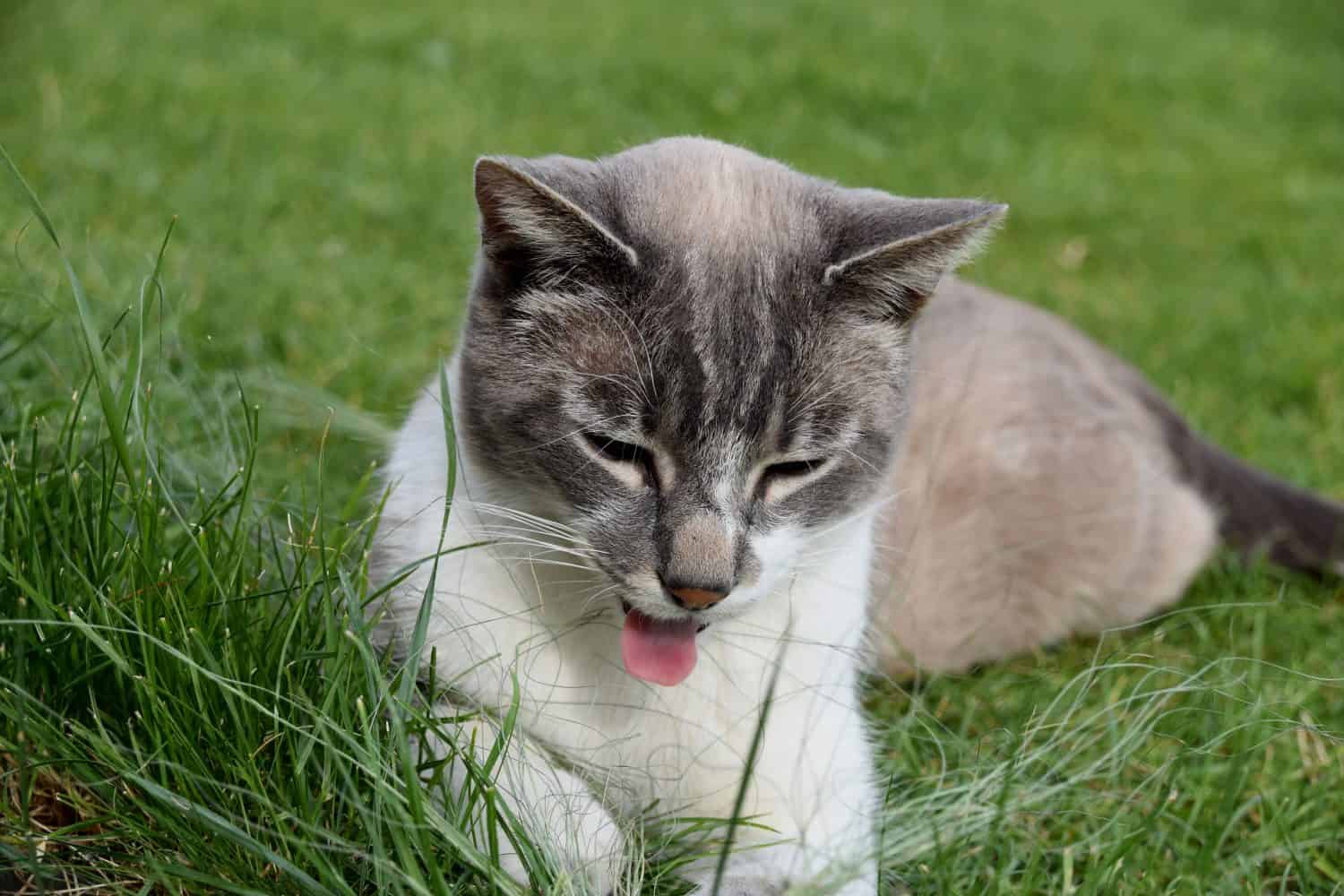 Funny cat sticking out his tongue