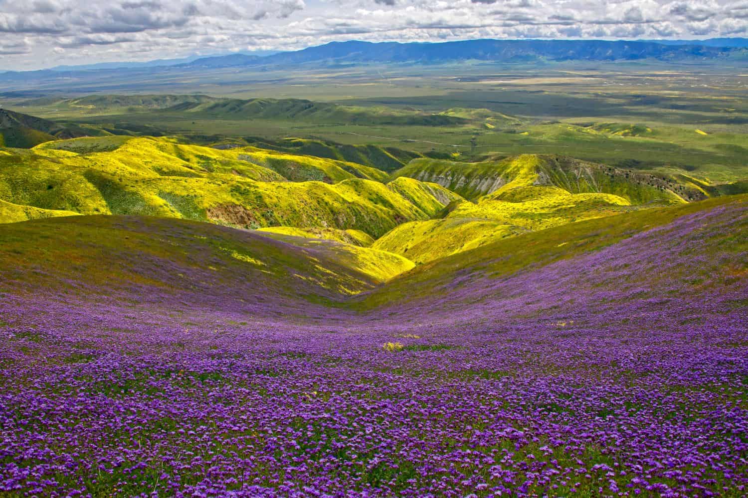 Carrizo Plain National Monument spring wild flowers superbloom 2019