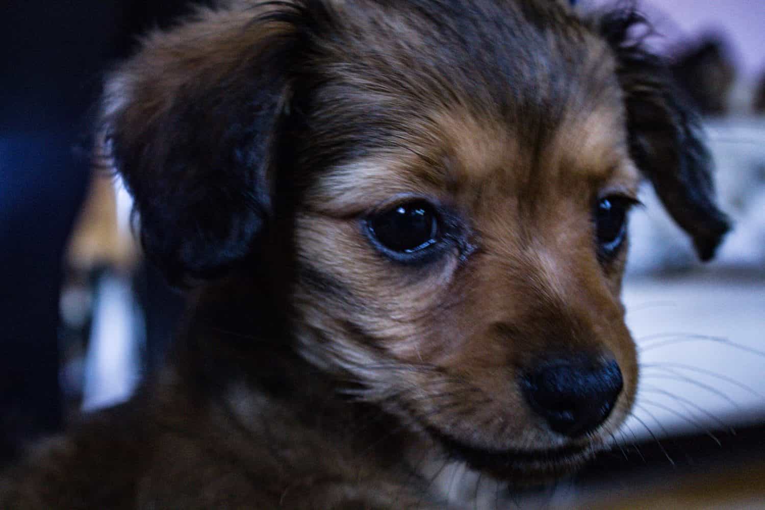 Adorable Chiweenie Puppy Home Portrait