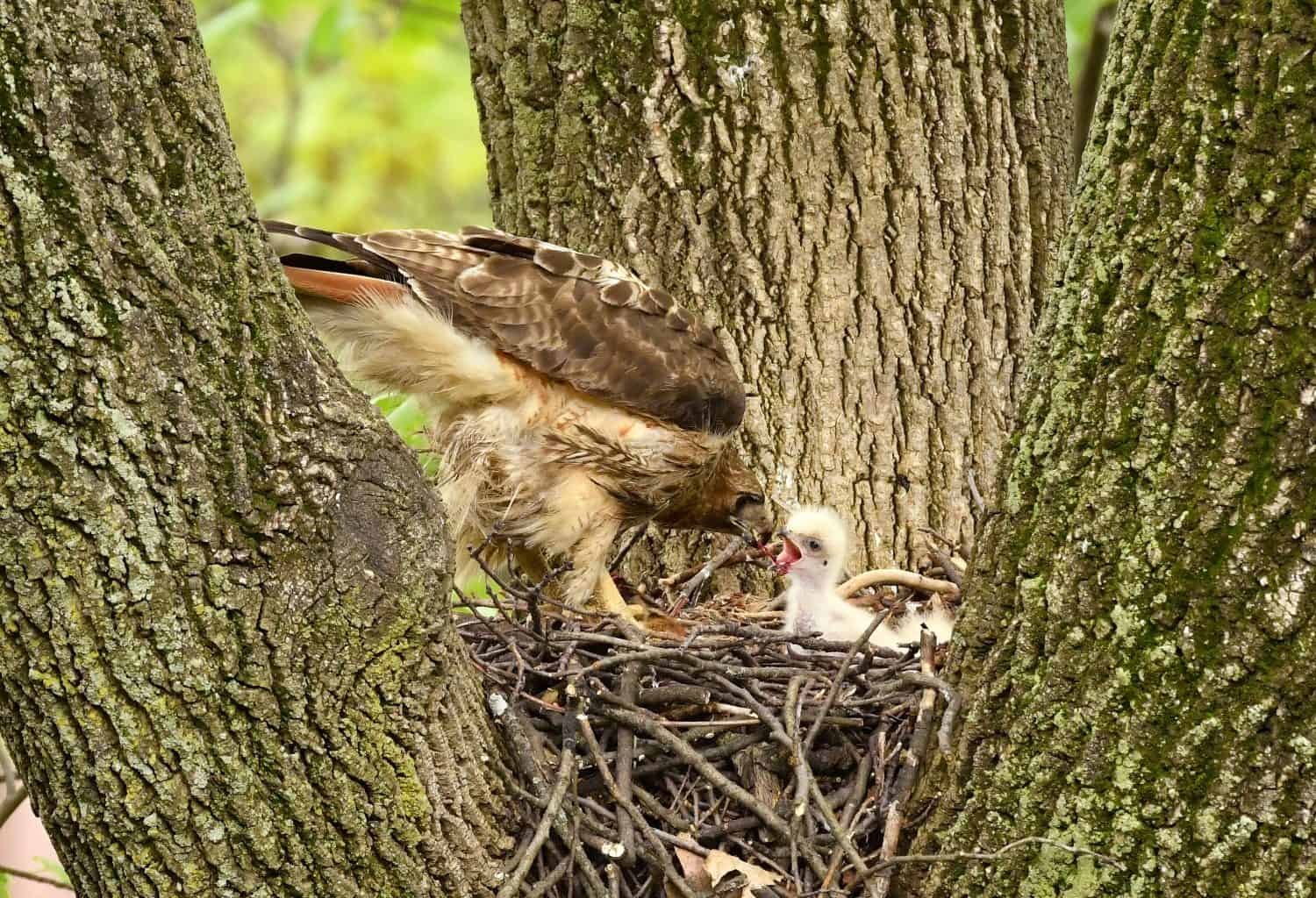 Red-Tail Hawk and chicks in nest, N.J.