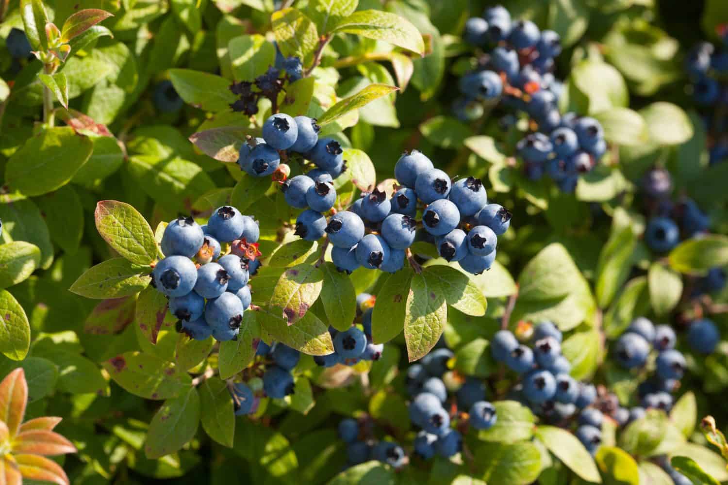 A medium shot of a field of Blueberries in Maine, USA during mid August, Summer.