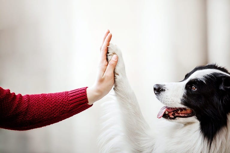 Dog is giving paw to the woman. Dog's paw in human's hand. Domestic pet
