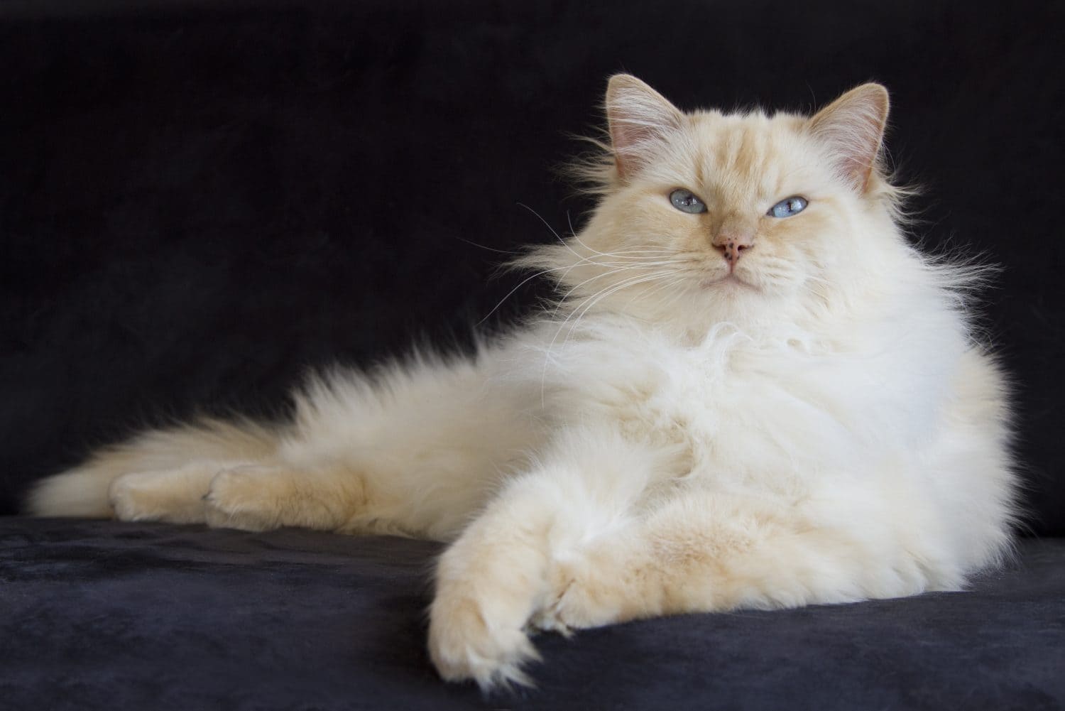 Cream point ragdoll laying on a black couch