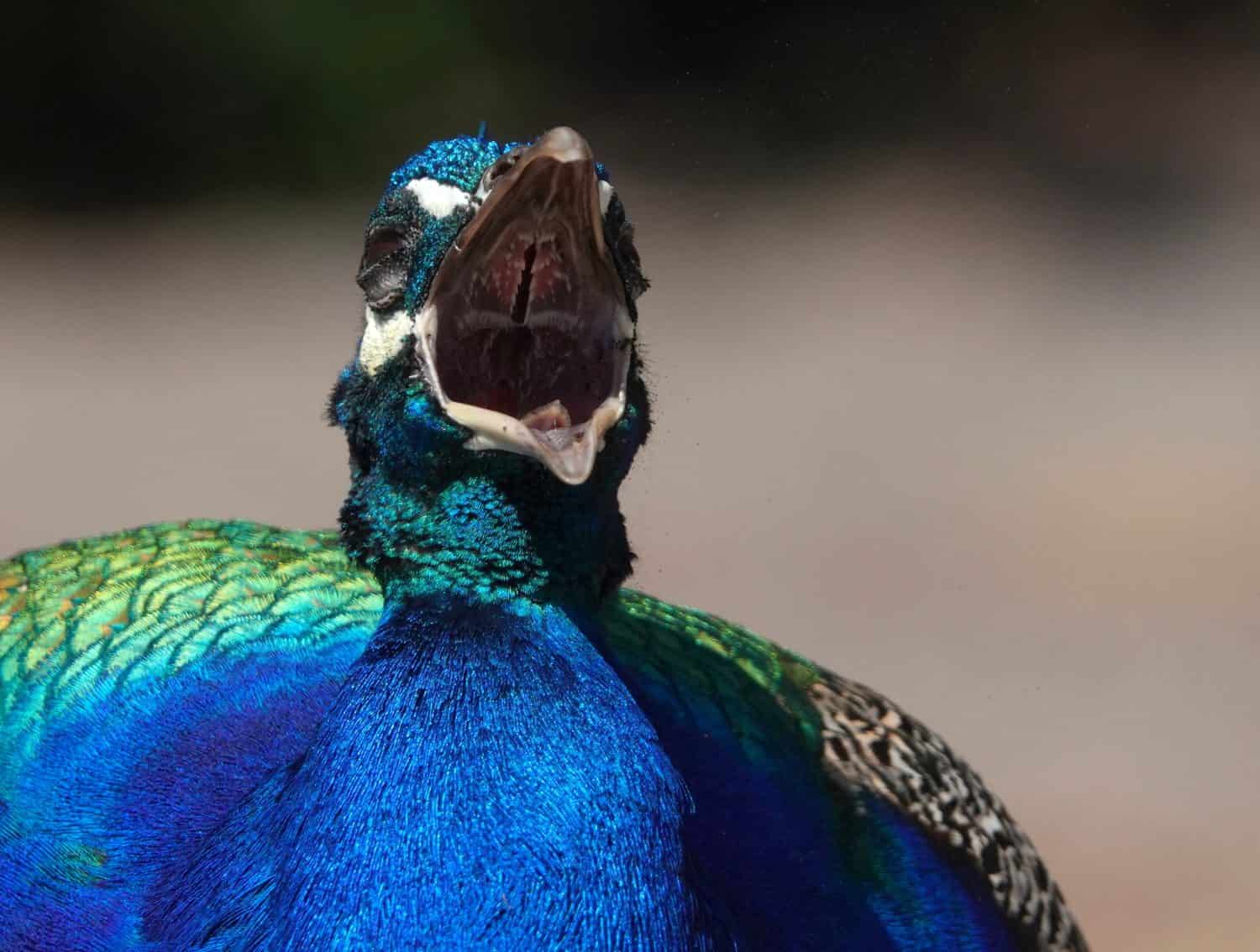 Close up of inside of a peacock's beak as he calls out - we see interesting teeth-like structures inside the beak                              