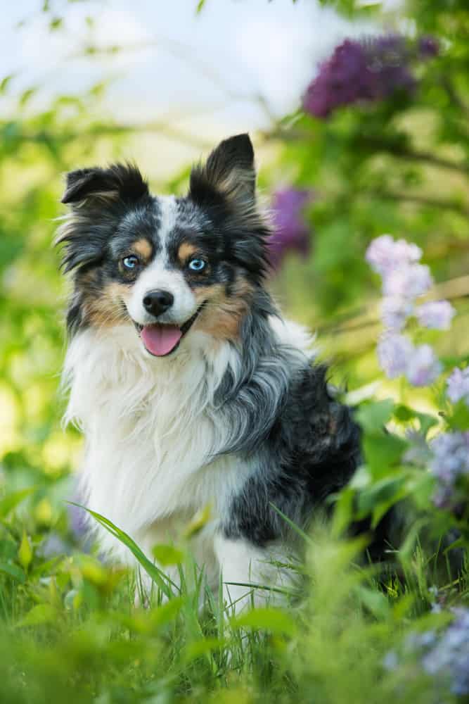 Miniature australian shepherd dog sitting under a lilac bush