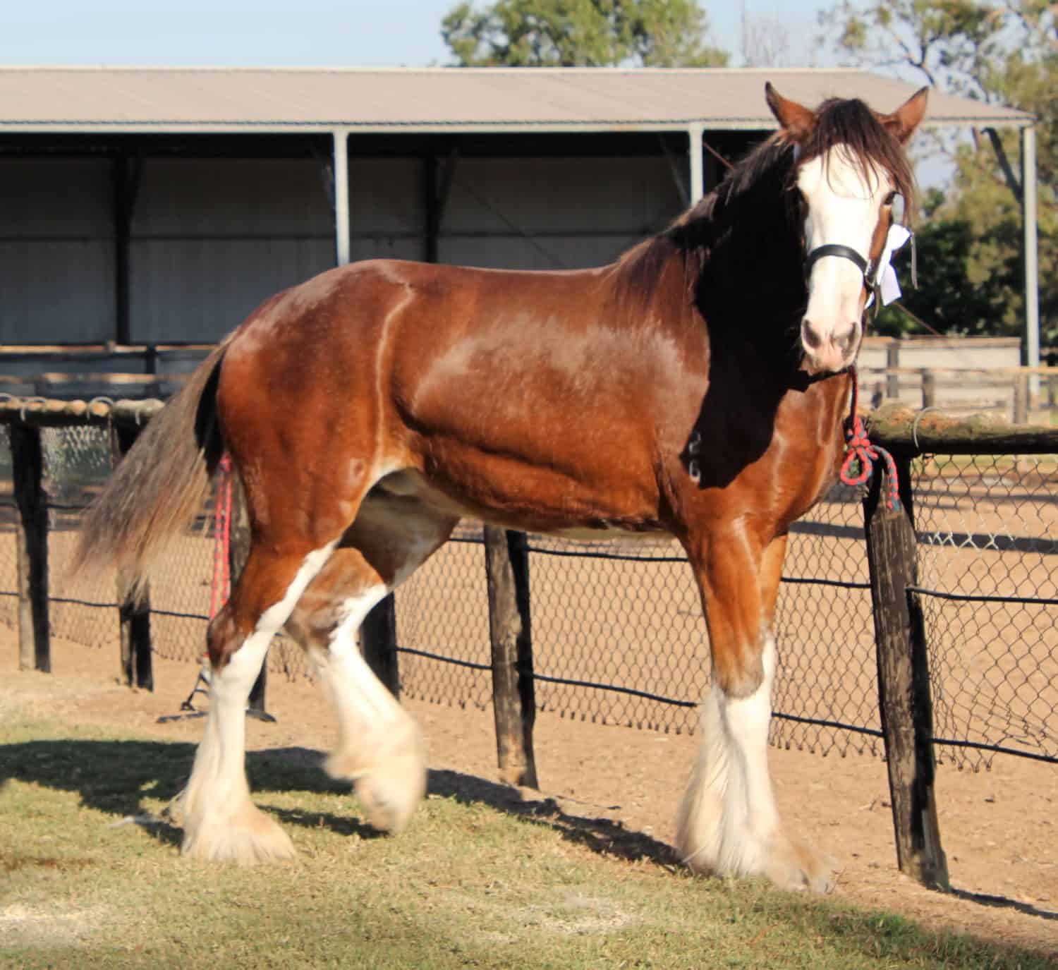Brown and White Clydesdale Heavy Horse