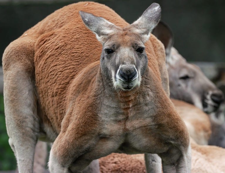 huge kangaroo with big muscles is watching you