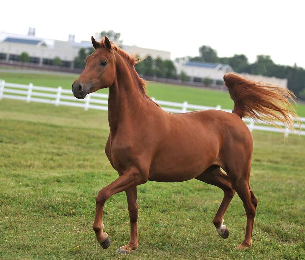 A young chestnut Morgan Horse mare runs free and uninhibited, strutting her stuff.