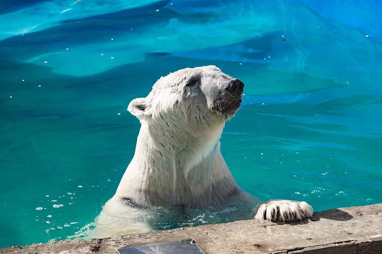 Beautiful polar bear in the zoo, in the blue pool, in a spacious enclosure. A large mammal with fluffy fur and large paws. Life in captivity, good content, cool water.