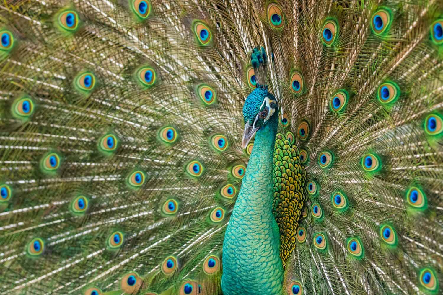 Close up male peacock with fully unfolded feathers of his tail. Male Peacock rattles his plumage during courtship
