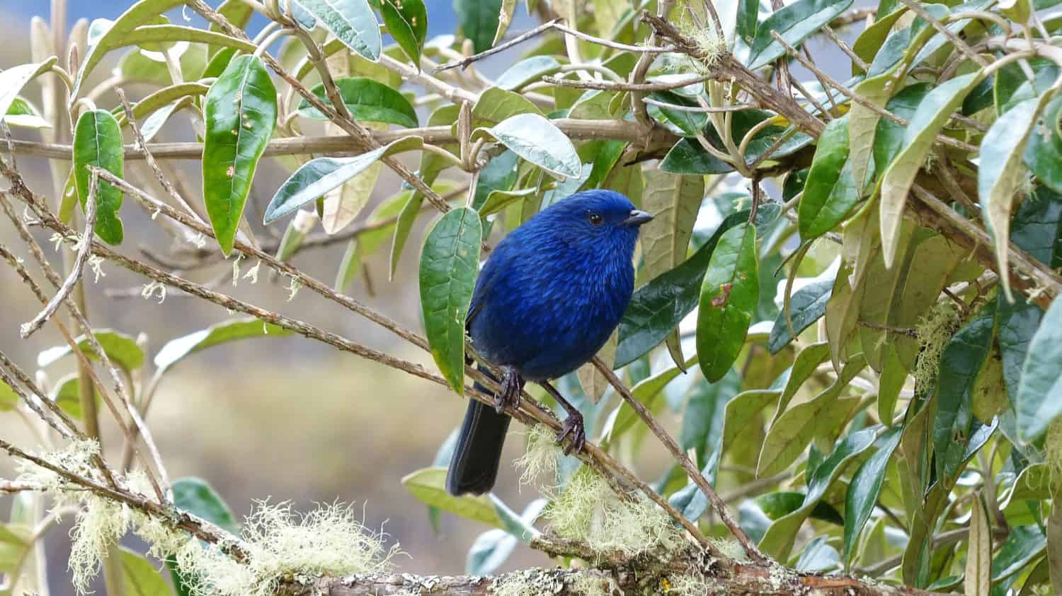 Blue colored bird Tit-Like Dacnis (Xeno Dacnis marina), male, perched on the branch in Cajas National Park, Andes mountains, Azuay province near Cuenca, Ecuador