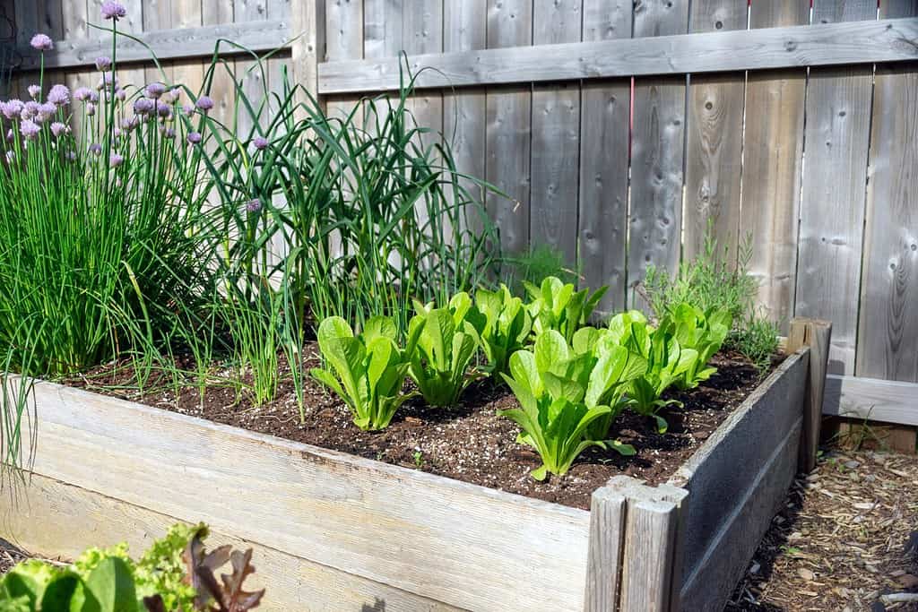 Nothing is fresher than food from your own garden. Planted in spring, this raised garden bed is loaded with a variety of herbs and vegetables ready to be harvested in summer.