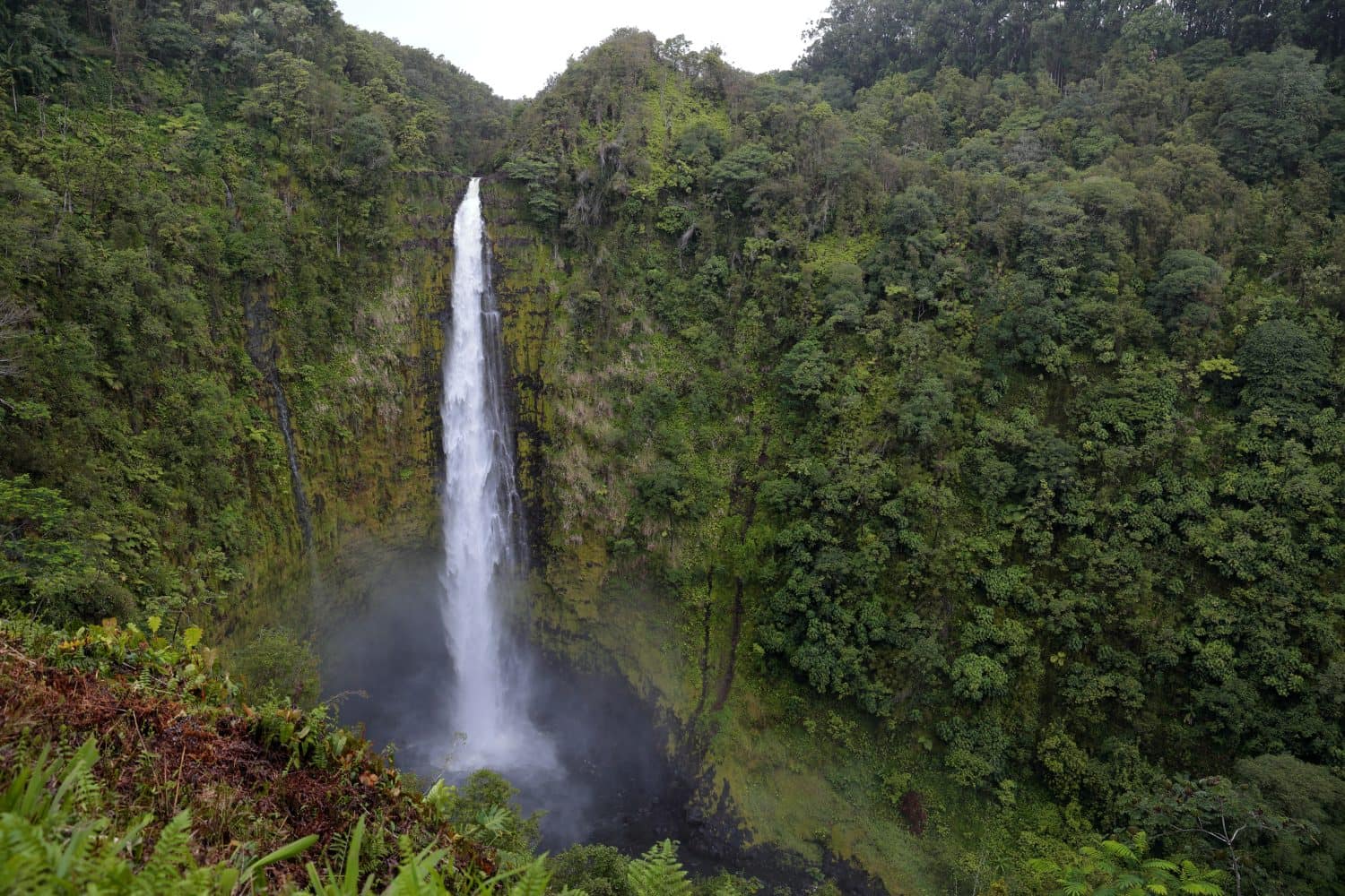 View at Akaka falls at KoleKole stream, Big Island, Hawaii. Stream of water falling from a cliff surrounded by lush tropical forest