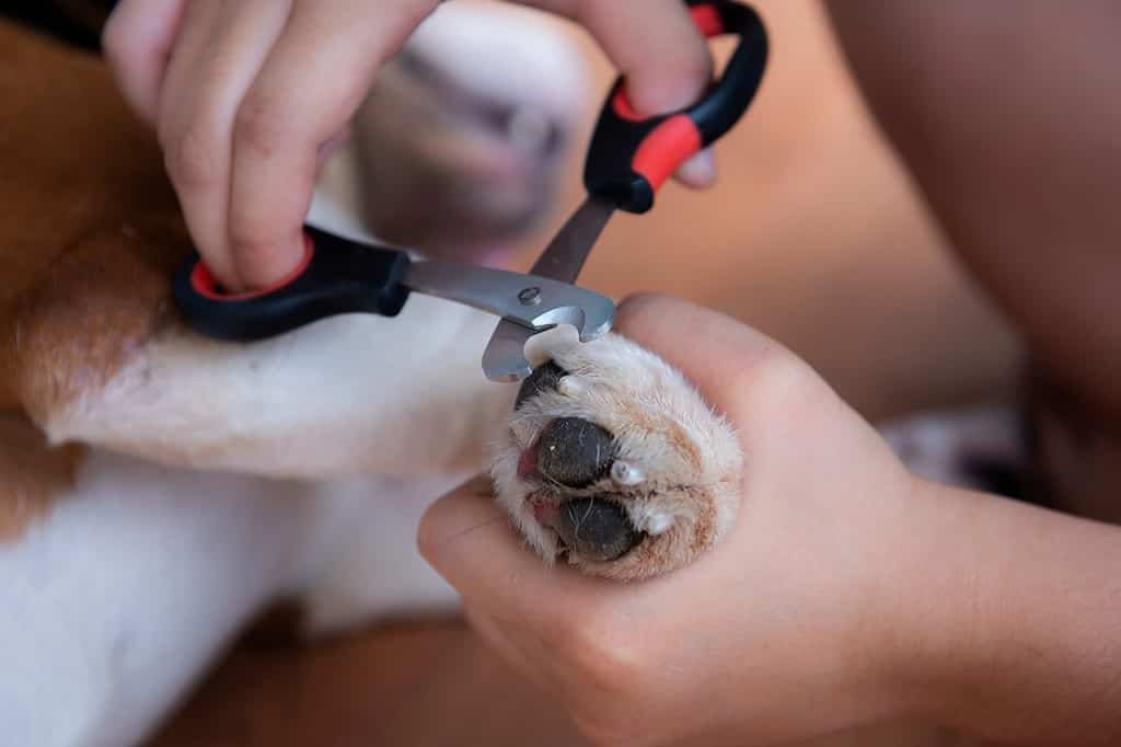 Cutting Dogs Claws. Clipping a dogs long nails