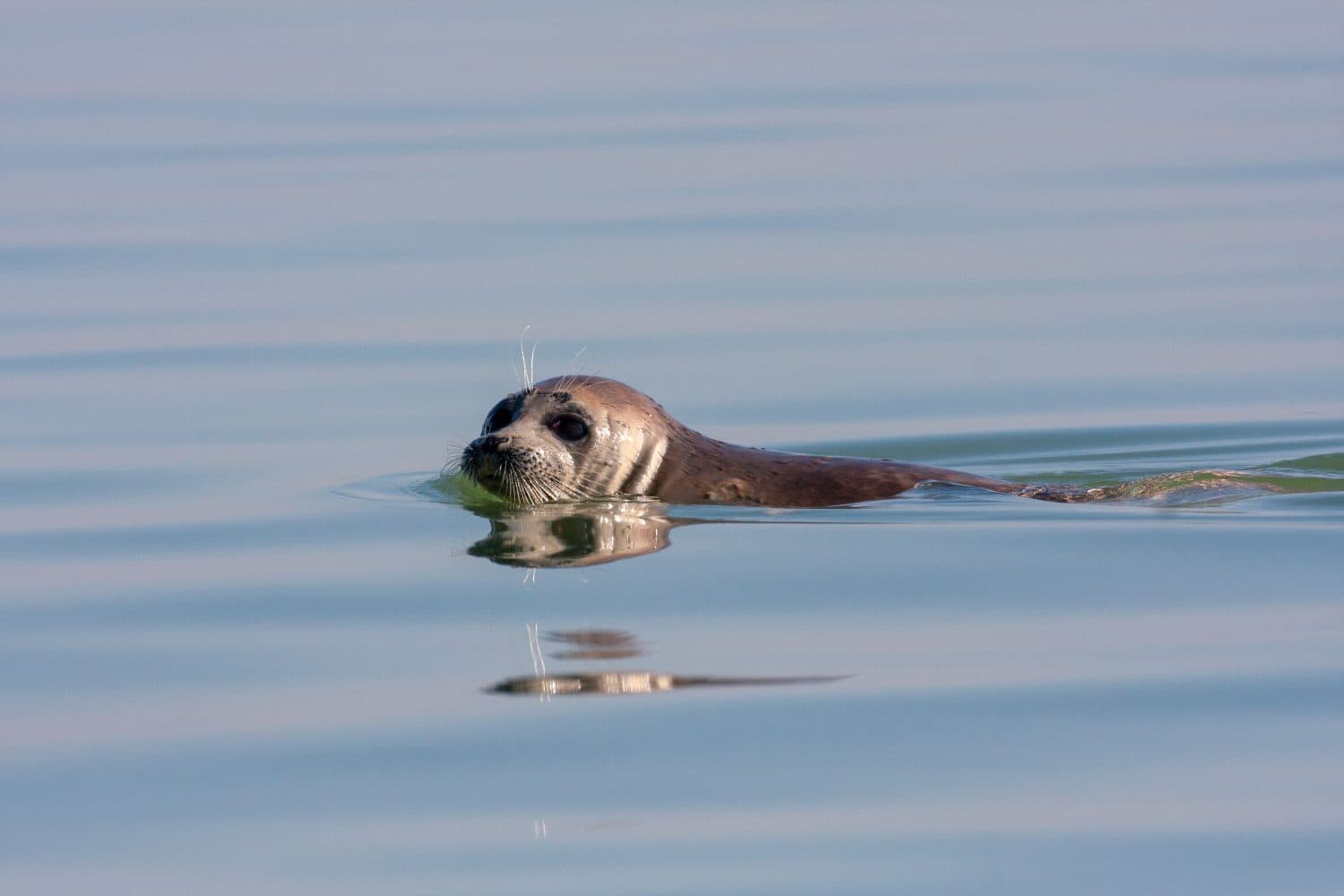 Caspian Seal (Pusa caspica) swimming in the Caspian sea in Iran.