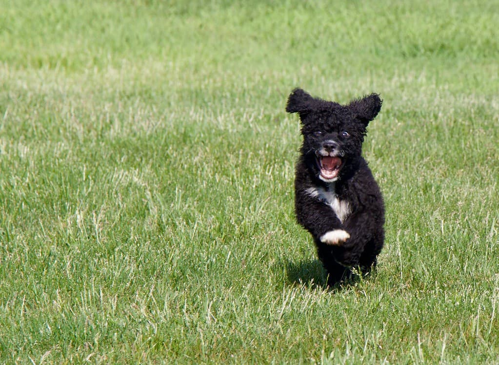 Excited Portuguese Water Dog puppy running in the grass