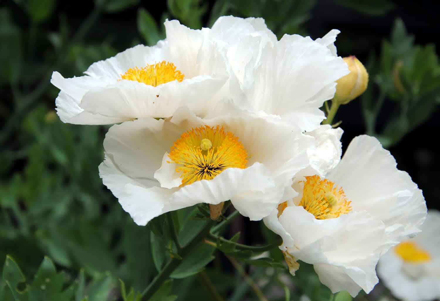 Close up of the big white flowers of Coulter's Matilija poppy or California tree poppy (Romneya coulteri) native to southern California