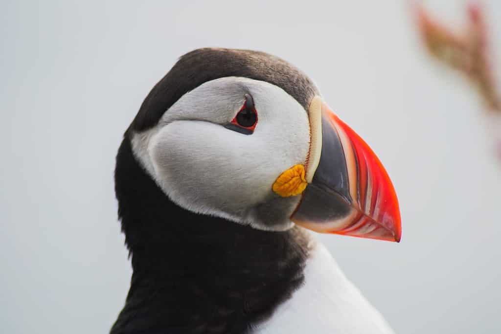 Close up/detailed portrait view of head of Arctic or Atlantic Puffin bird with orange beak. White background. Latrabjarg cliff, Westfjords, Iceland