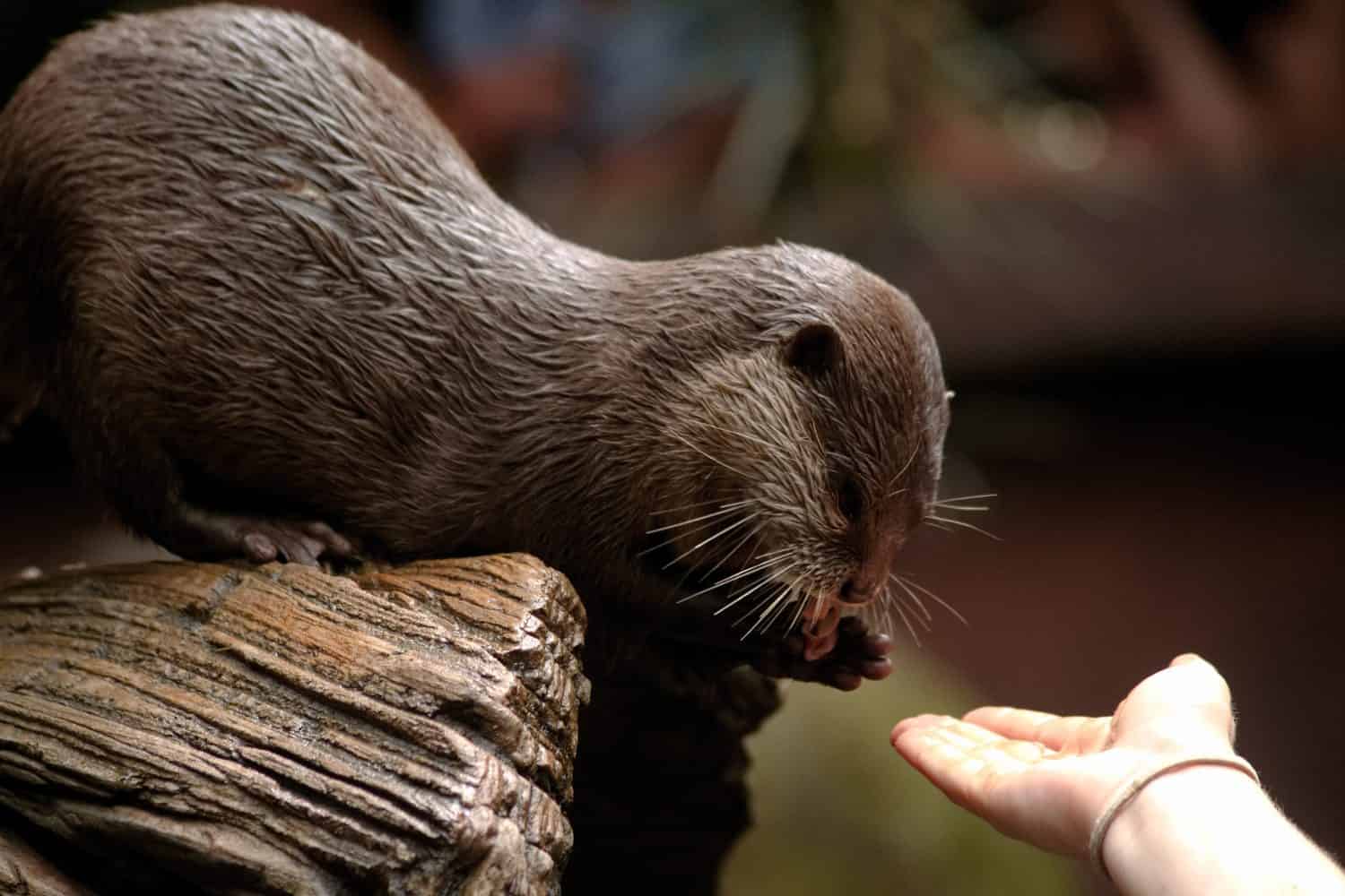 otter fed by hand with parts of fishes