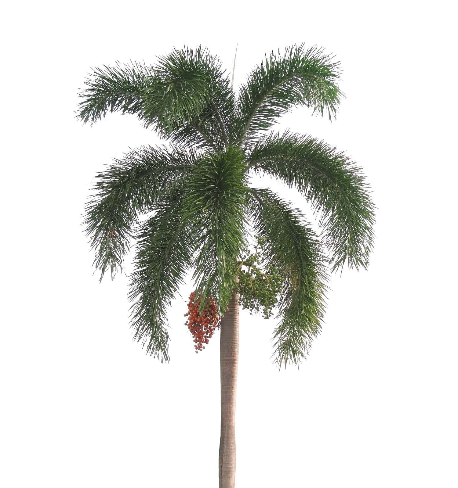 Tree isolated on white backgroundFoxtail palm with red seeds.
