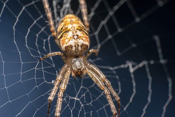 This Cockroach Didn't Stand a Chance Against the Spider - A-Z Animals