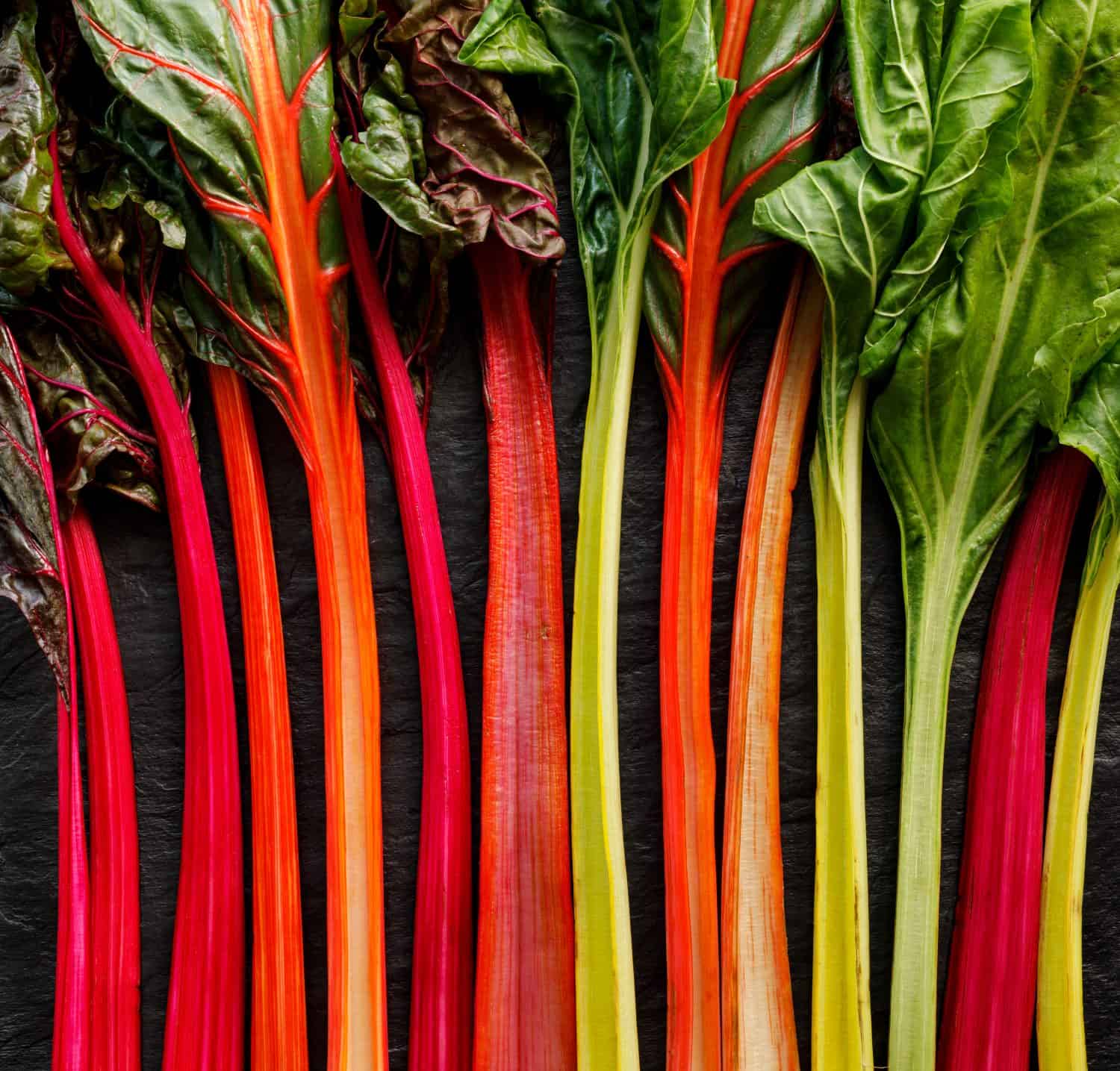 Swiss chard in different colors, multi colored  stems on a black background, top view