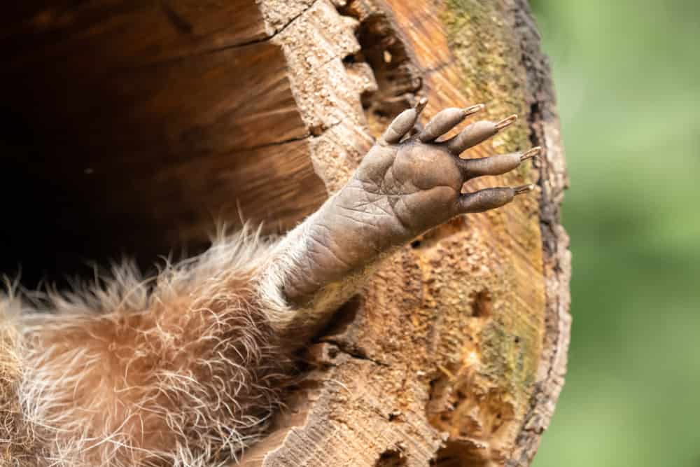 Close-up of a paw of a raccoon