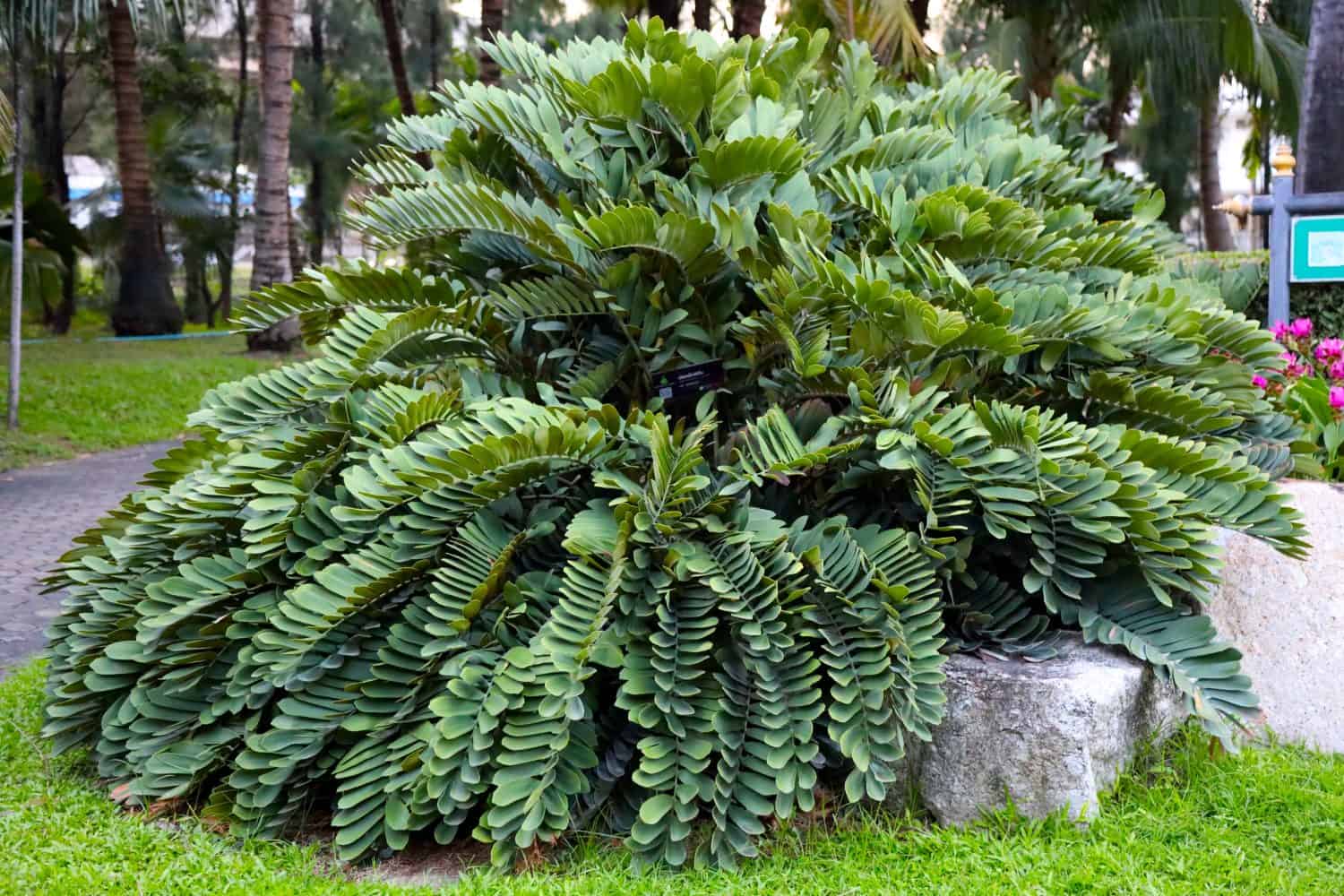 Very beautiful and large of Jamican Sago Trees or Cardboard palm plants in the park. It loves the sunlight and always use in the gardening & landscaping as the modern design decoration.