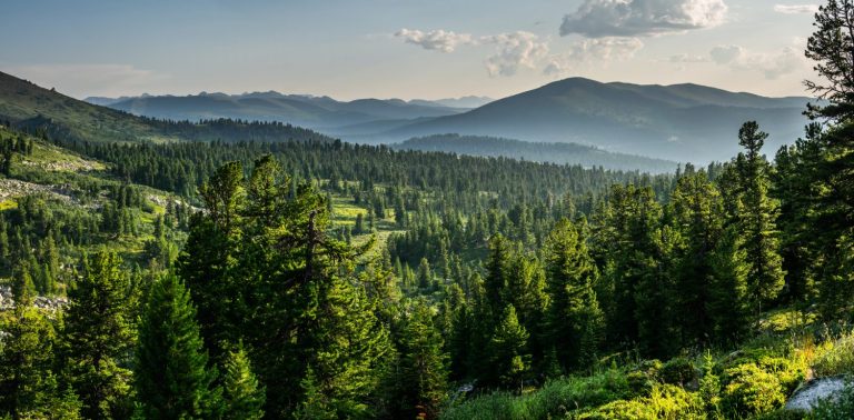 Beautiful sunset view in cedar forest in front of sayan mountain range, Ergaki national park, Krasnoyarsk region, Siberia, Russia