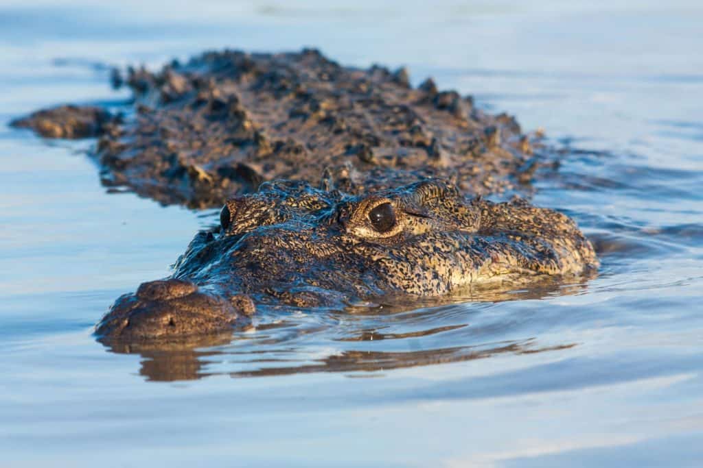 Crocodiles In Australia
