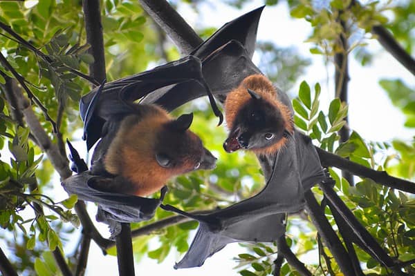 Do Bats Mate For Life? Plus 10 Common Mating Habits - A-Z Animals