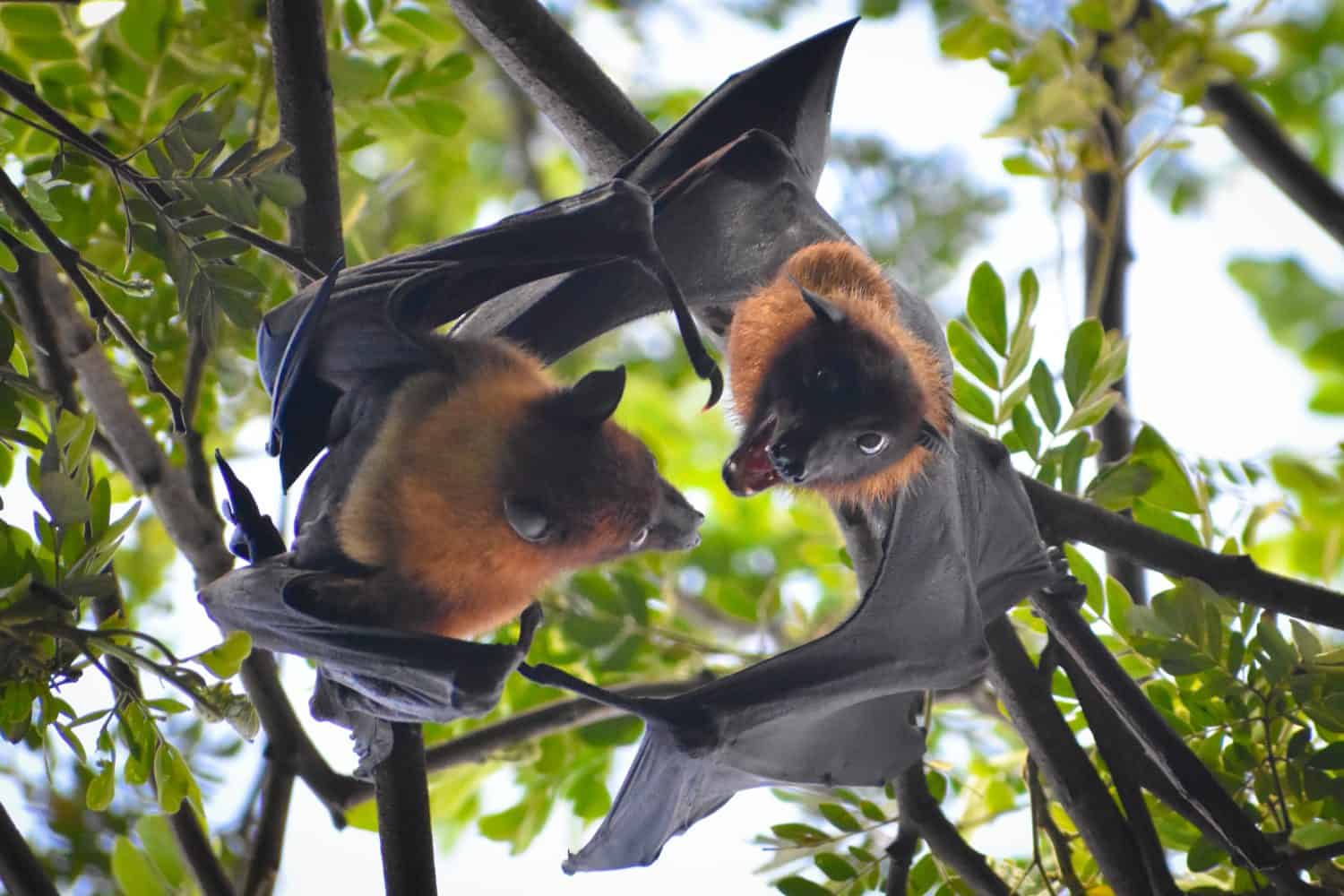 beautiful flying foxes fruit bat Pteropus hanging down on tree branch mate each other couple