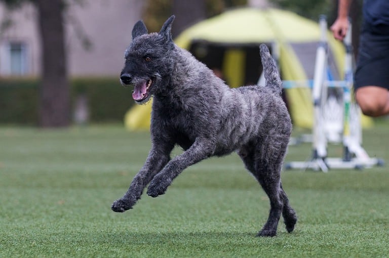 Rare unique gray brown with brindle Holland Dutch sheepdog herder running full speed on dog sport competition. Independent rough haired sheepdog outdoors on dog agility equipment running course