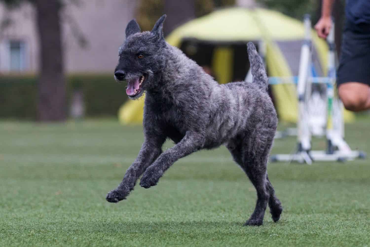 Rare unique gray brown with brindle Holland Dutch sheepdog herder running full speed on dog sport competition. Independent rough haired sheepdog outdoors on dog agility equipment running course