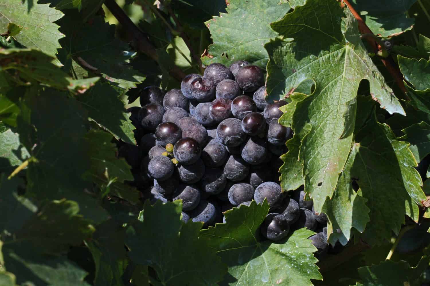 black or noir cynthiana or norton grapes ripening on the vine in late summer related to vitis aestivalis native to Richmond Virginia USA and state symbol of Missouri and Arkansas