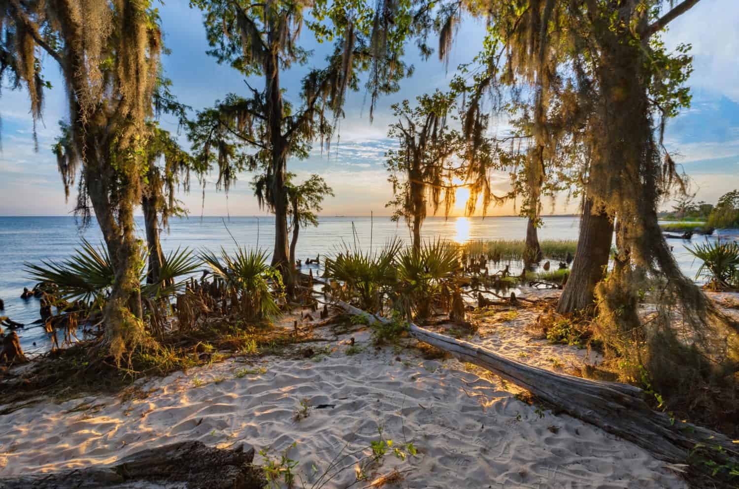 Fontainebleau State Park is a beautiful park in Louisiana. This may be one of my favorite images in my portfolio. The memories behind the pictures tell the biggest story.