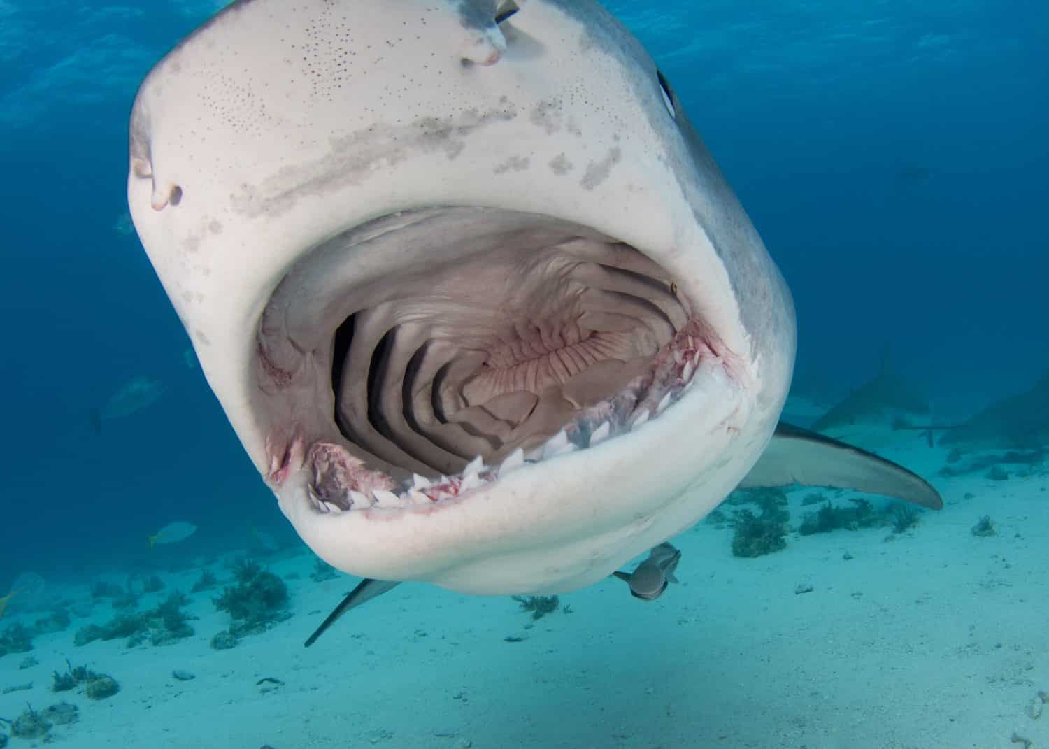 Open Mouth Tiger Shark