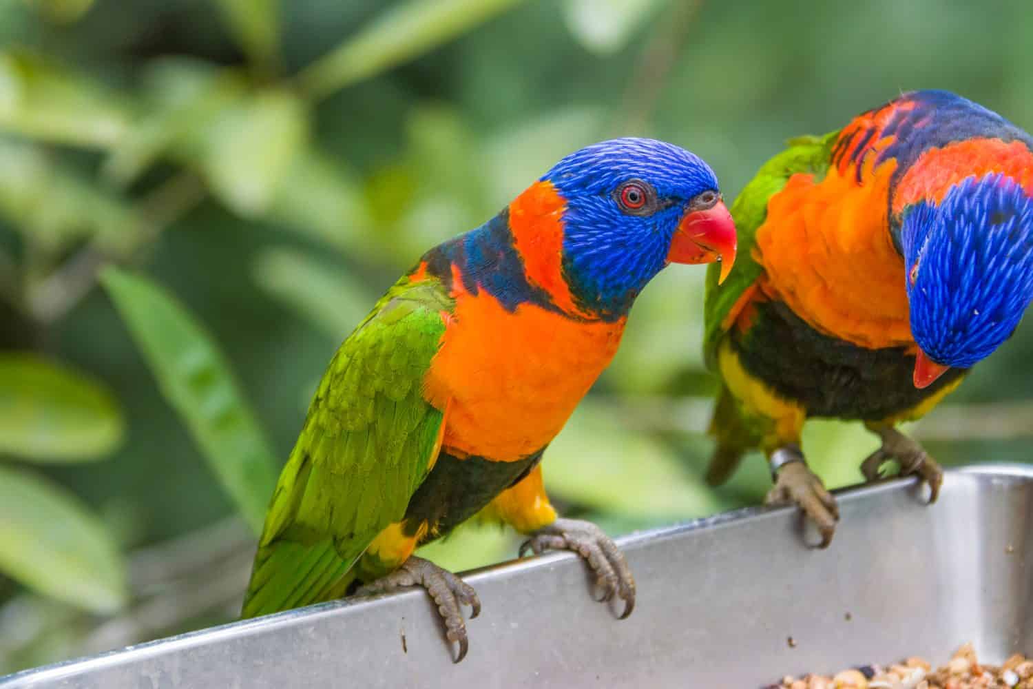 The red-collared lorikeet (Trichoglossus rubritorquis) is a species of parrot found in wooded habitats in northern Australia