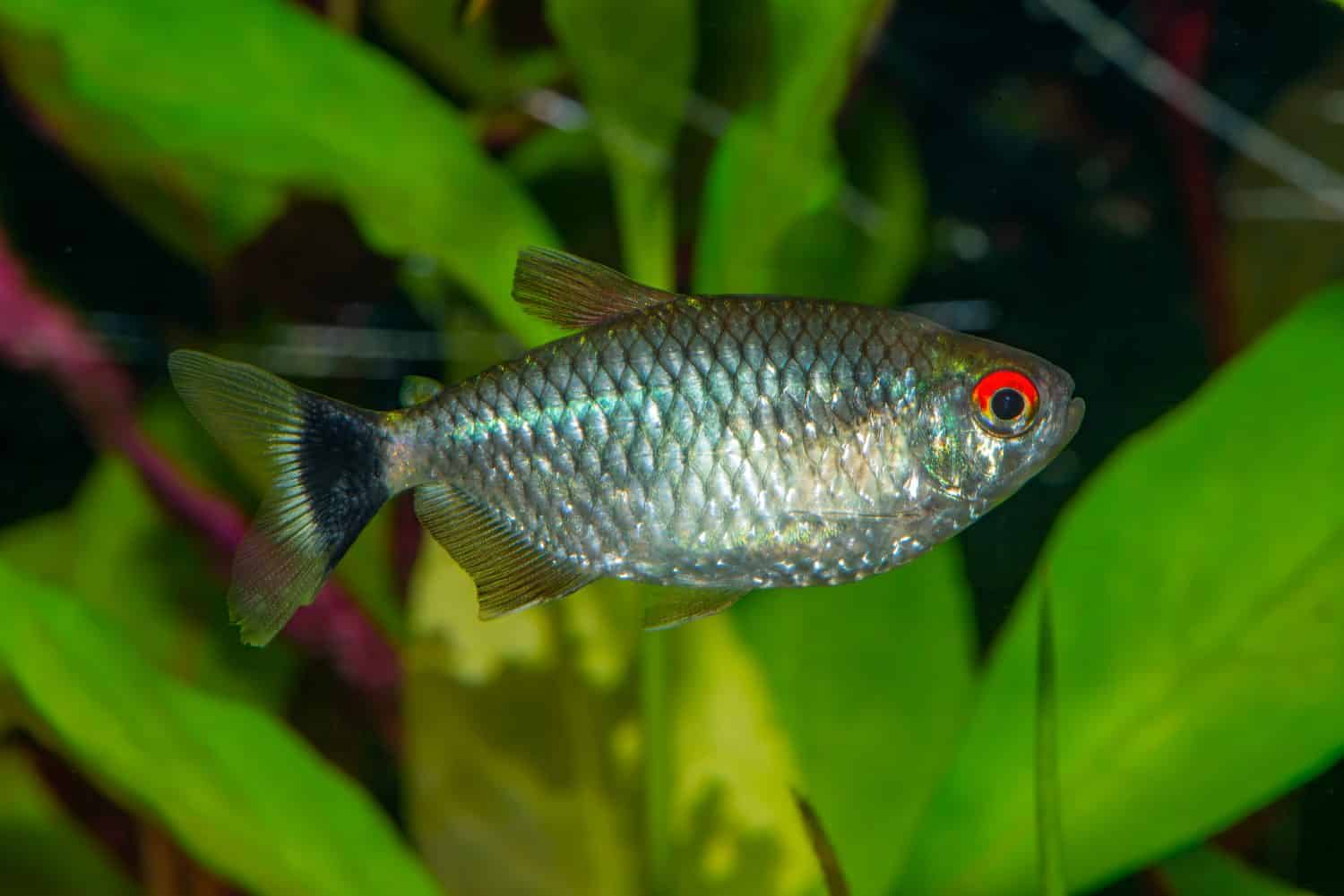 Aquarium fish. The redeye tetra (Moenkhausia sanctaefilomenae), is a species of tetra from the São Francisco, upper Paraná, Paraguay and Uruguay river basins in eastern and central South America.