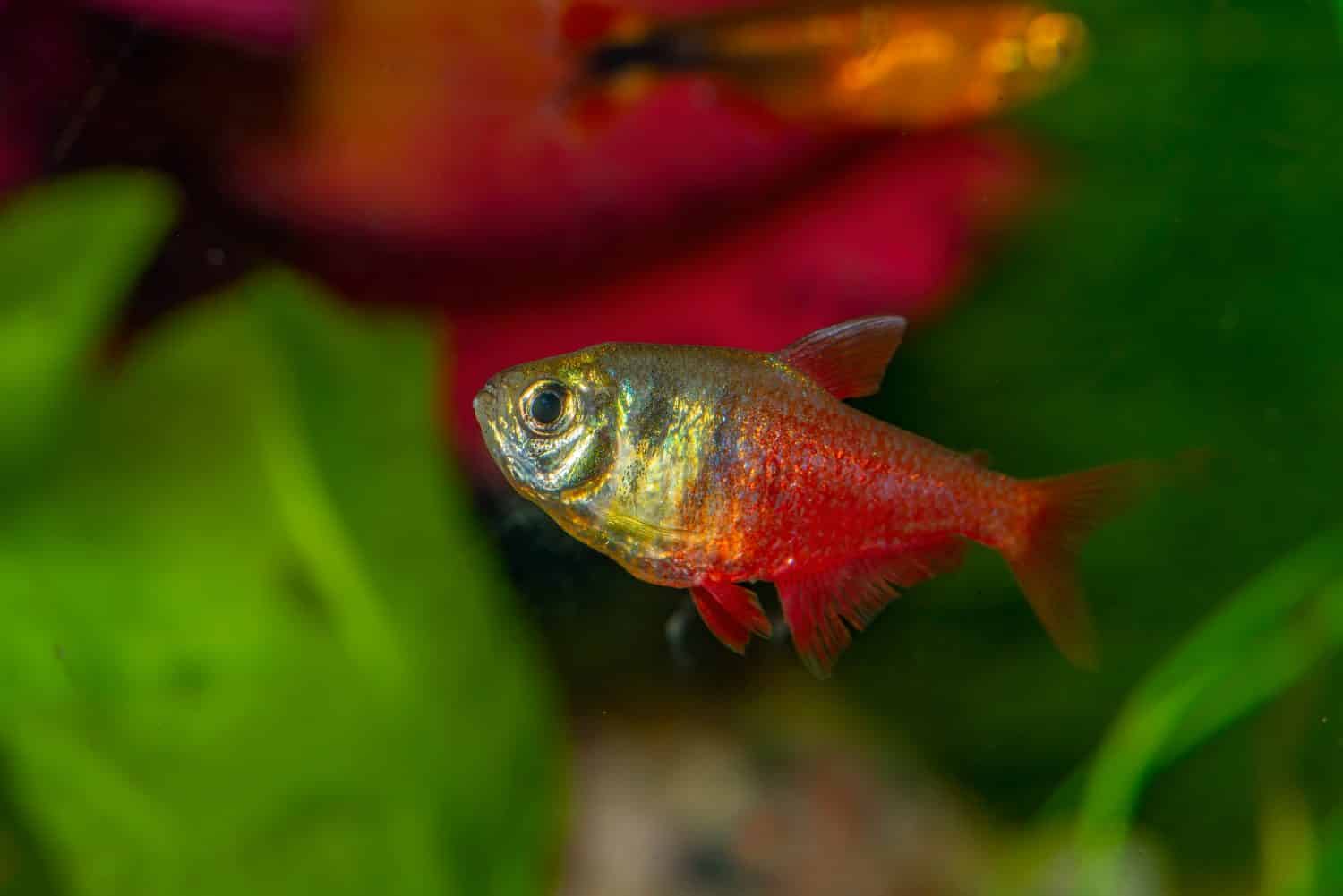 The flame tetra (Hyphessobrycon flammeus), also known as the red tetra or Rio tetra, is a small freshwater fish of the characin family Characidae.