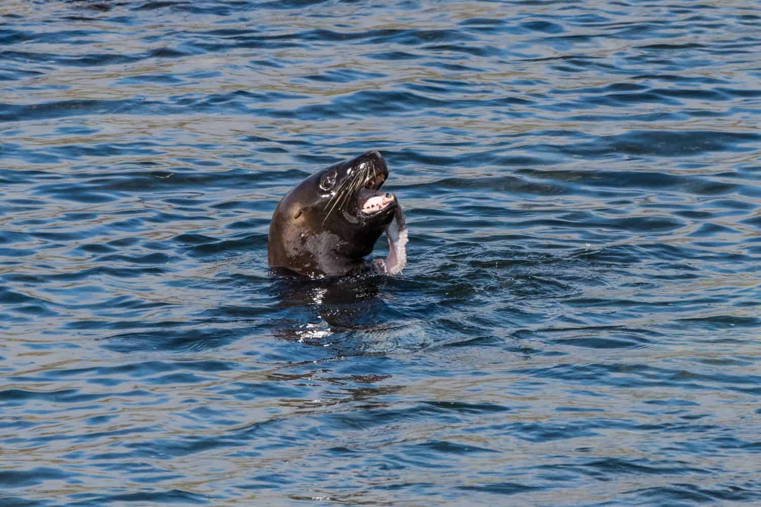 A female sea lion demolishes an octopus for her dinner. Carcass Island.