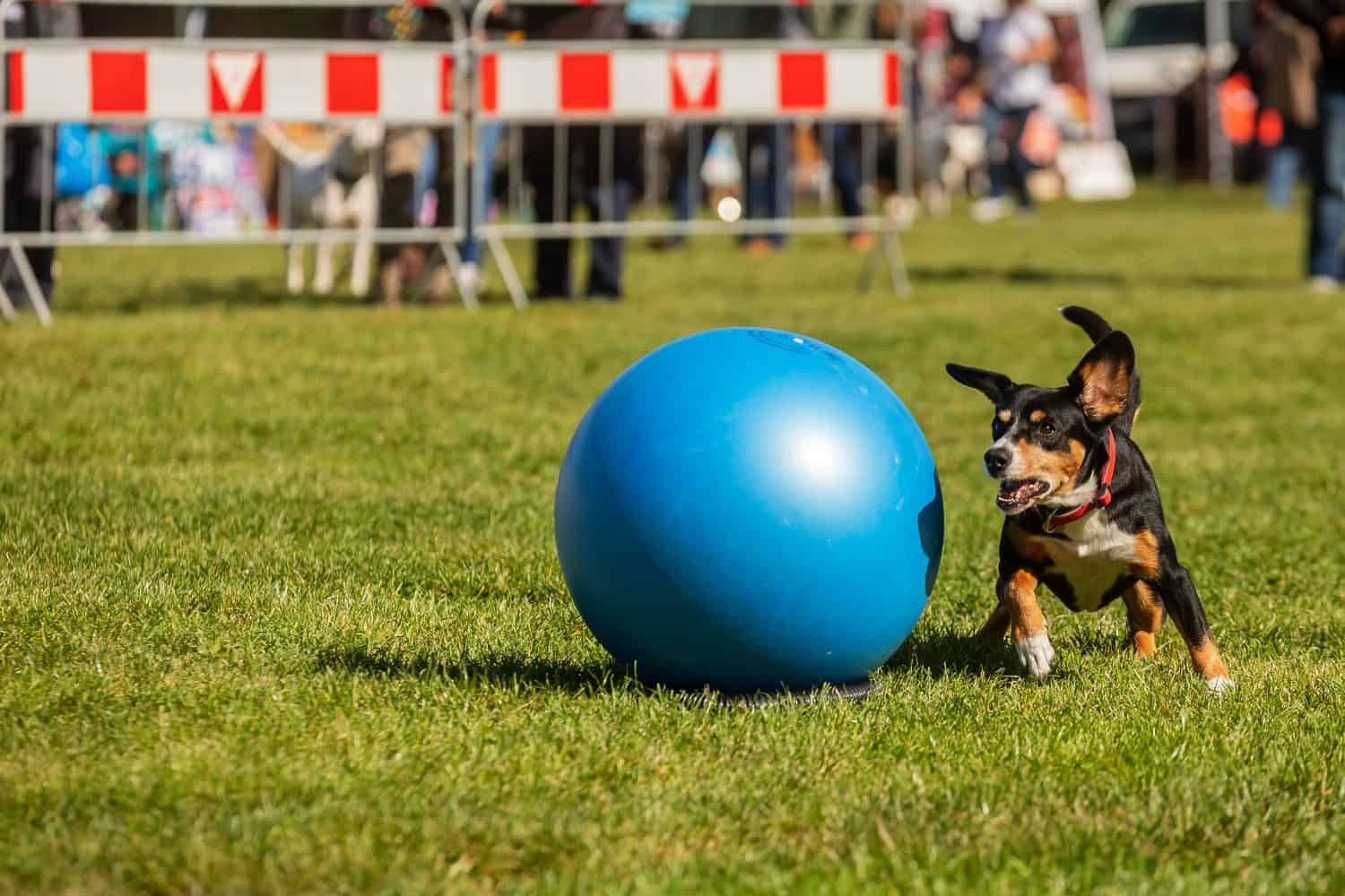 Entlebucher Mountain Dog, is playing with big ball, treibball