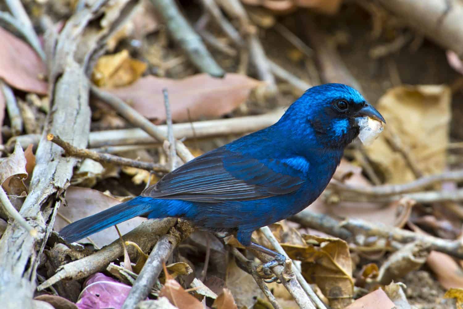 Blue Bunting in West Mexico/ Male Blue Bunting (Cyanocompsa parellina) near the community of Ixtlahuahuey, south of Puerto Vallarta in the State of Jalisco, Mexico.